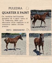 Puledra quarter x paint