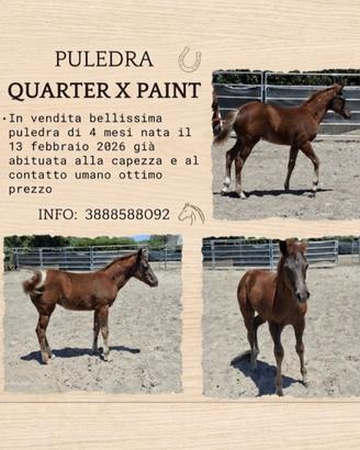 Puledra quarter x paint