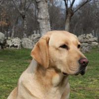 Labrador mascho