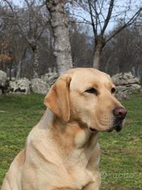 Labrador mascho