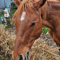 Cavallo arabo