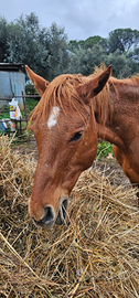 Cavallo arabo