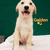 Cucciolo 3 mesi tg media in adozione