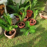 cycas