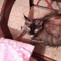 Gatto Maine Coon adozione