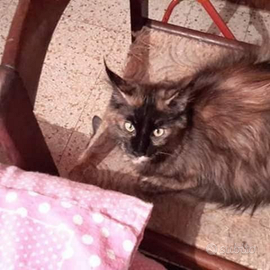 Gatto Maine Coon adozione