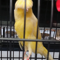 L a n c a s h i r e canarini