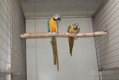 Ara coppia ed altri pappagalli