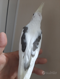 Calopsite maschio docile