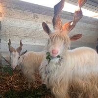 Capre girgentane (coppia)