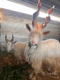 Capre girgentane (coppia)