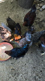 Coppie amrock e brahma