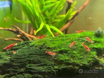 Gamberetto acquario dolce tropicale red cherry
