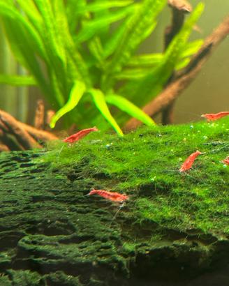 Gamberetto acquario dolce tropicale red cherry