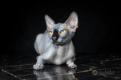femmina sphynx 