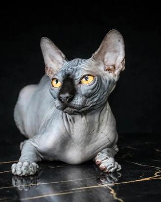 femmina sphynx 
