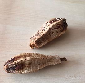 Arredo acquario terrario - baccelli di mogano