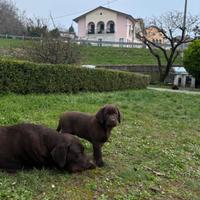 Labrador retriever cioccolato