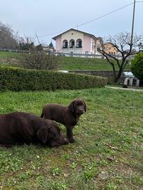 Labrador retriever cioccolato