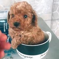 Barboncino mini toy