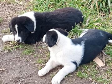 Pastore dell' asia centrale