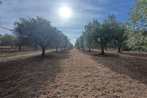 Olivetto di 10.000 mq