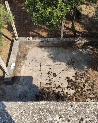 Terreno con uliveto.
