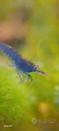 Caridine blu sapphire