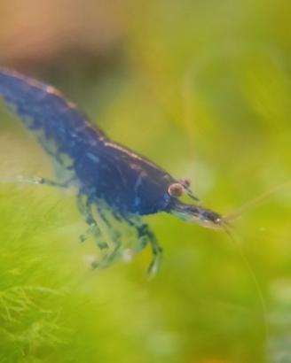 Caridine blu sapphire