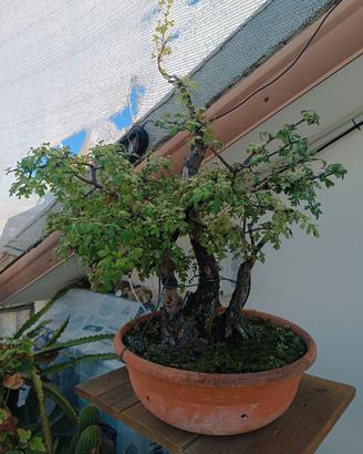 Bonsai ceppaia Biancospino 