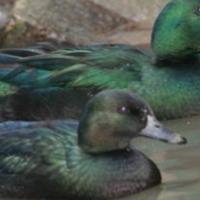 Uccelli
