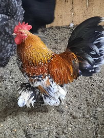 Gallo galli nana calzata millefiori sabelpoot