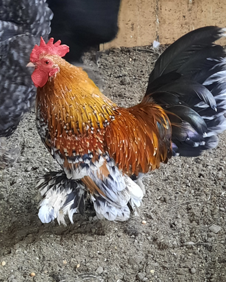Gallo galli nana calzata millefiori sabelpoot