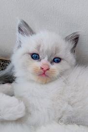 Cucciolo Ragdoll Diego