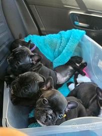 Cuccioli di bouledogue francese