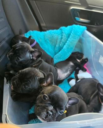 Cuccioli di bouledogue francese