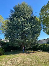 Cedro del libano