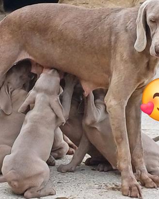 Cuccioli Weimaraner