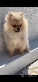Spitz di Pomerania nana con pedigree