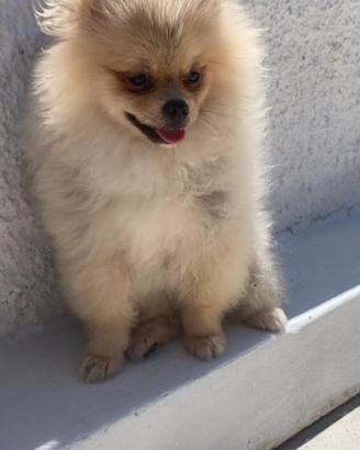 Spitz di Pomerania nana con pedigree