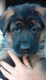 Cuccioli pastore tedesco