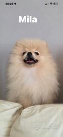 Pomerania femminuccia 3 mesi pedigree enci