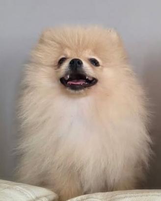 Pomerania femminuccia 3 mesi pedigree enci