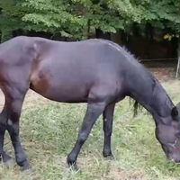 Cavalla super affidabile