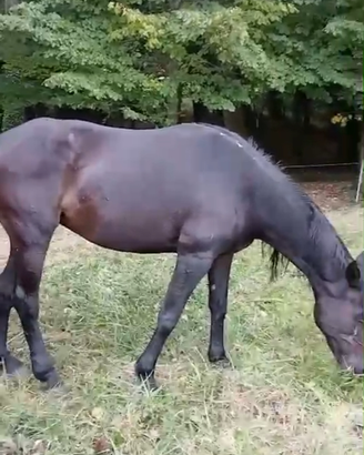 Cavalla super affidabile