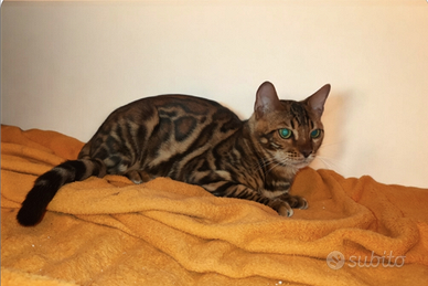 Gatto Bengala Maschio