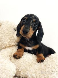 Bassotti cuccioli