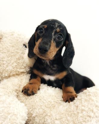 Bassotti cuccioli