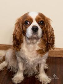 Cavalier King