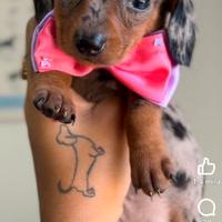 Bassotto arlecchino kanichen